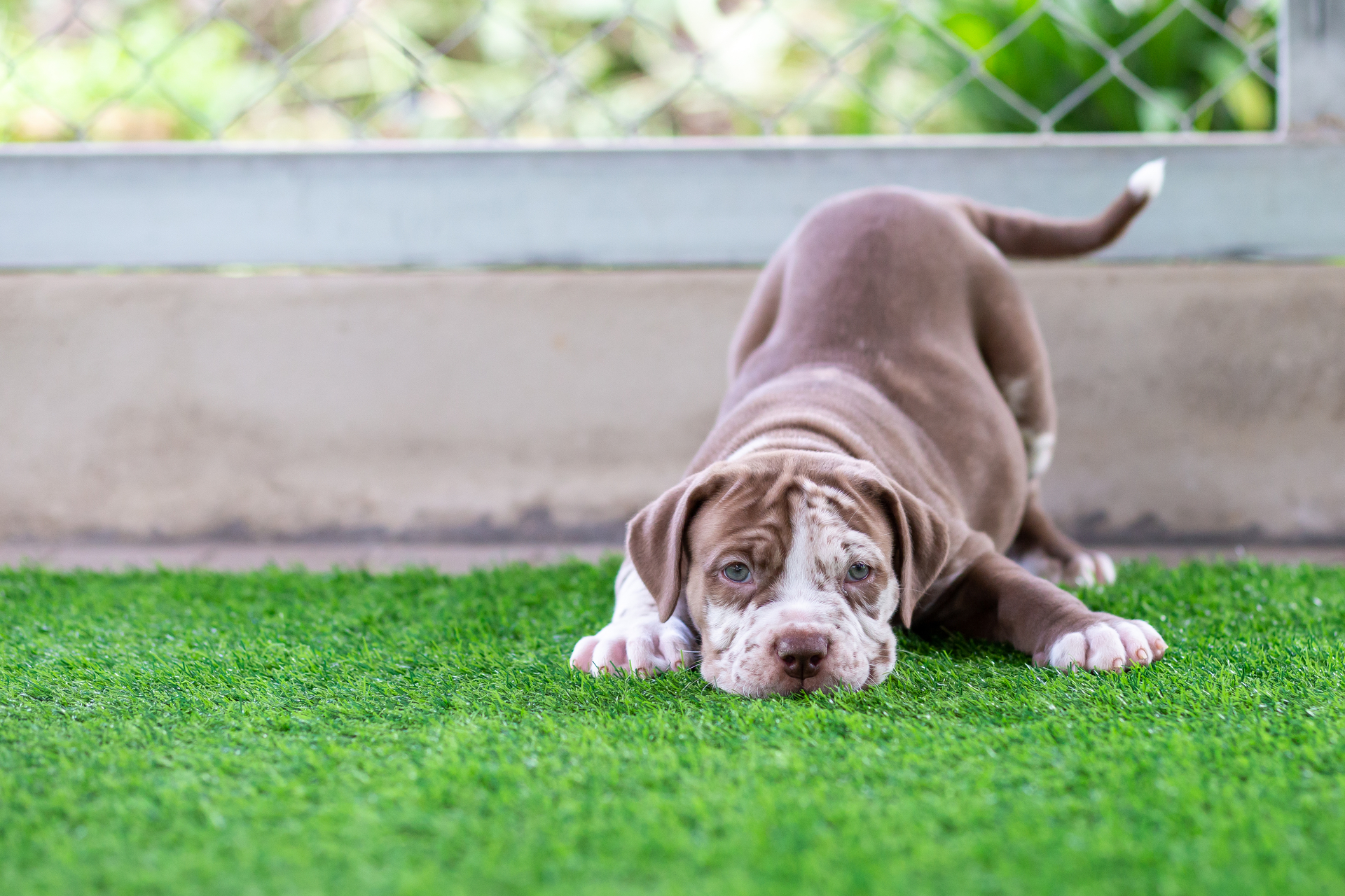 Dog playing on artificial grass - Orion Turf and Landscape