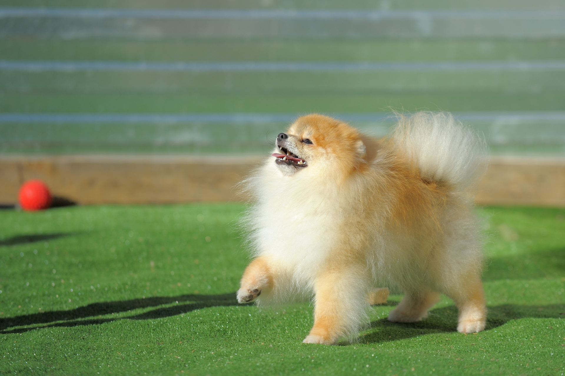 Dog playing on artificial grass - Orion Turf and Landscape