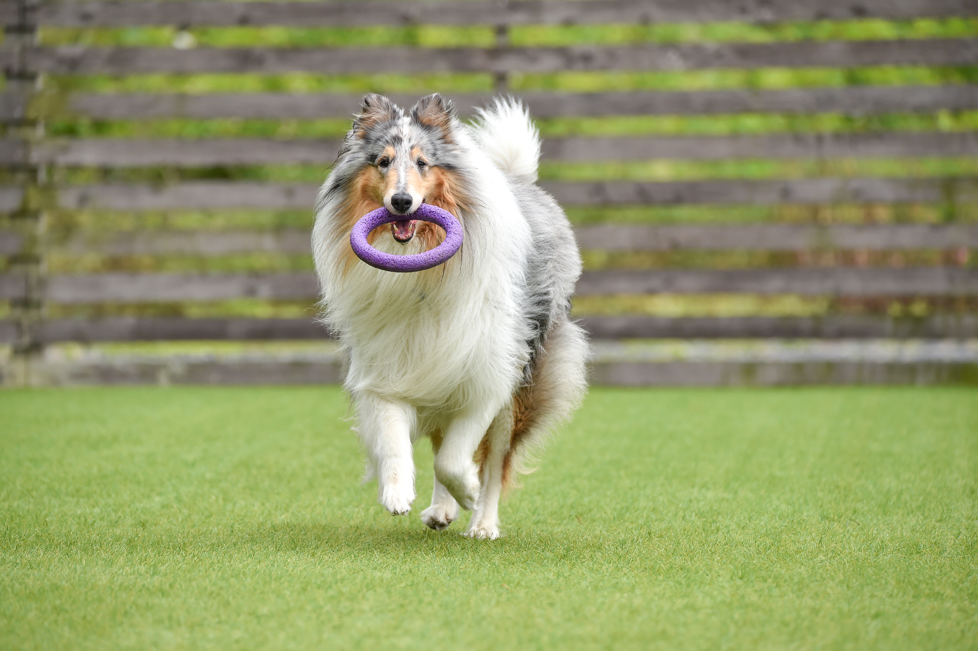 Dog running on artificial grass - Orion Turf and Landscape