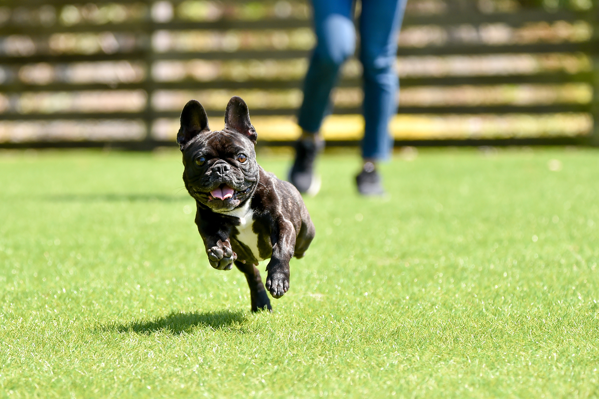 Dog running on artificial grass with owner - Orion Turf and Landscape