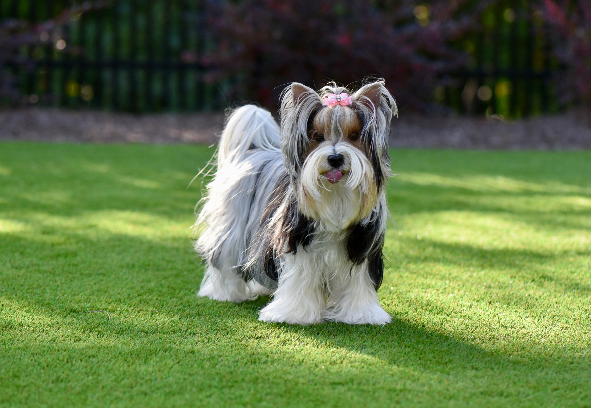 Dog standing on artificial grass - Orion Turf and Landscape