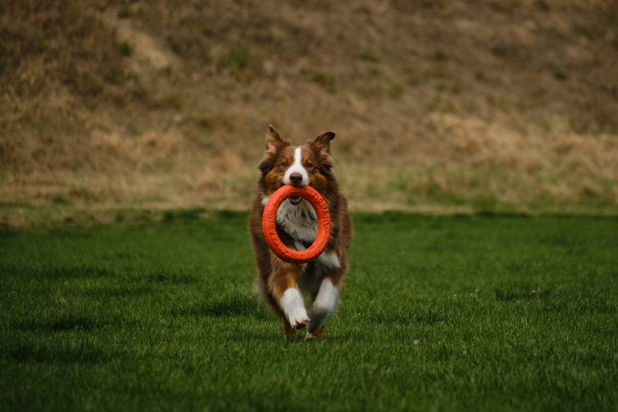 Dog running on artificial grass - Orion Turf and Landscape