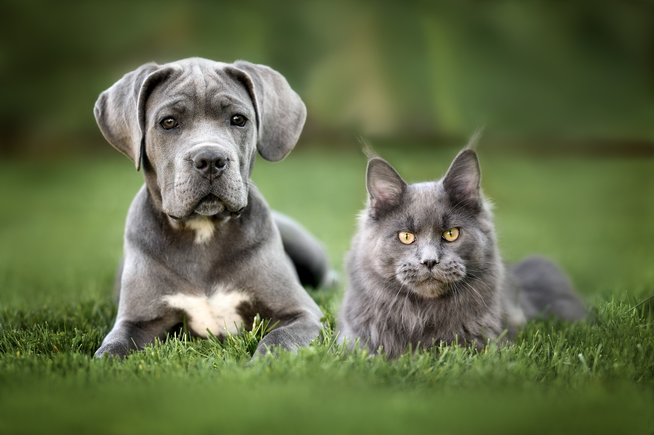 Dog and Cat laying on artificial grass - Orion Turf and Landscape