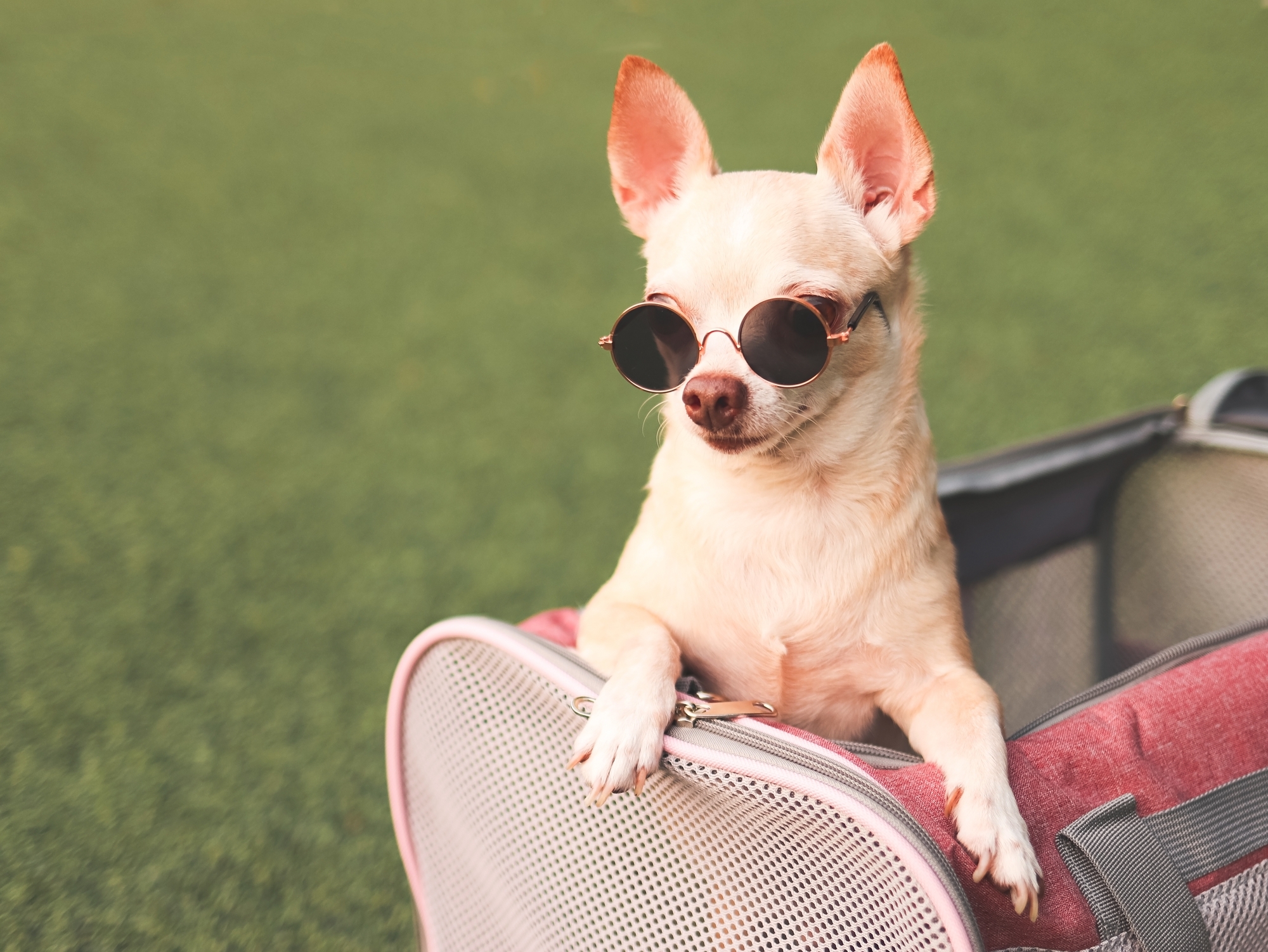 Dog in a bag on artificial grass - Orion Turf and Landscape