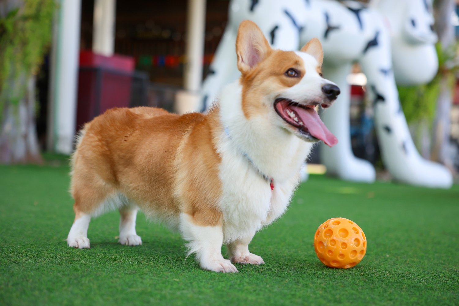 Dog standing on artificial grass - Orion Turf and Landscape